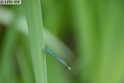 Agrion jouvencelle
