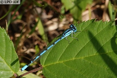 Agrion porte-coupe