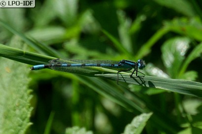 Agrion porte-coupe
