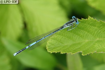 Agrion à larges pattes