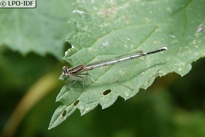 Agrion à larges pattes