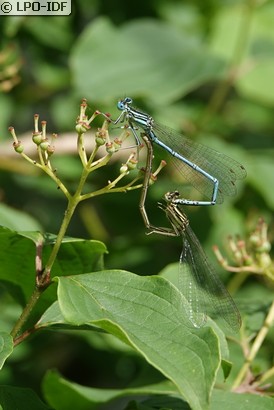 Agrion à larges pattes
