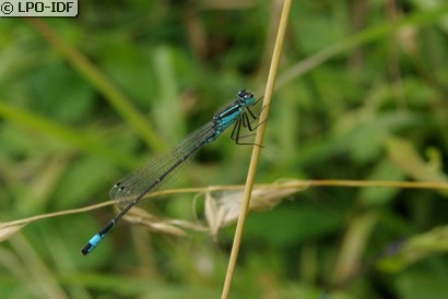 Agrion élégant
