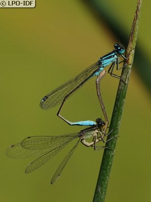 Agrion élégant