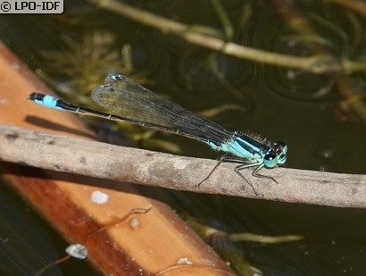 Agrion élégant