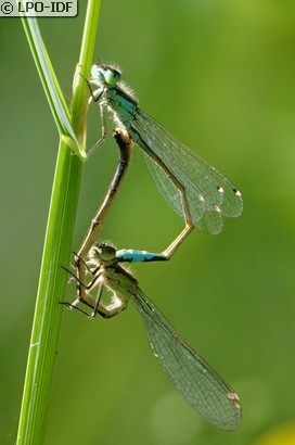 Agrion élégant