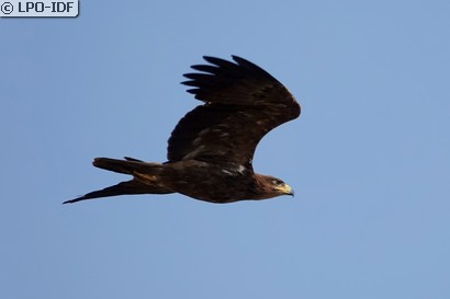 Aigle des steppes