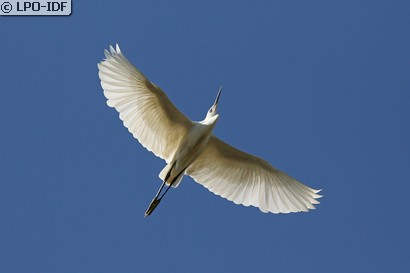 Aigrette garzette