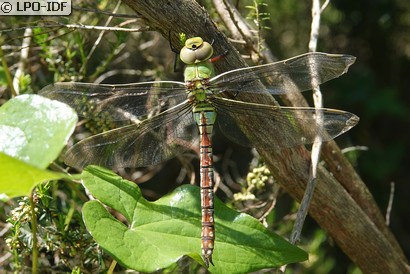 Anax empereur