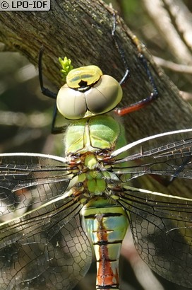 Anax empereur
