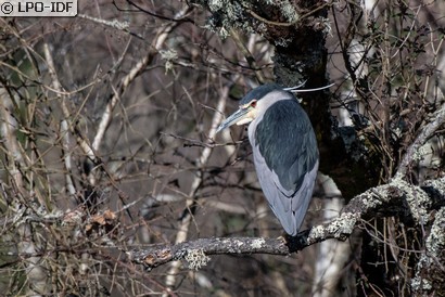 Bihoreau gris