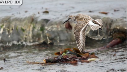 Bécasseau variable