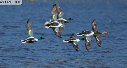 Canard souchet