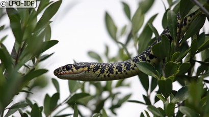 Couleuvre verte et jaune