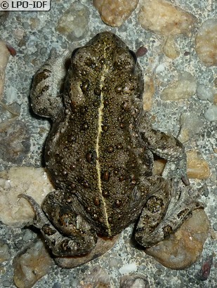 Crapaud calamite