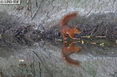 Ecureuil roux