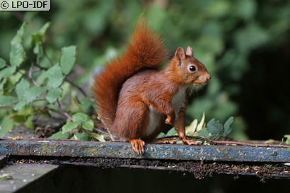 Ecureuil roux