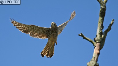 Faucon crécerelle