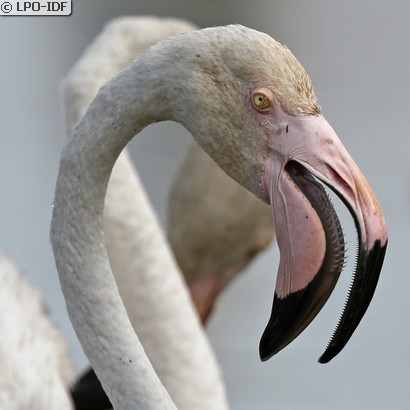 Flamant rose