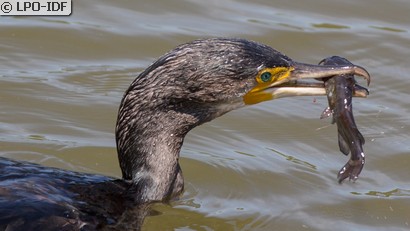 Grand Cormoran