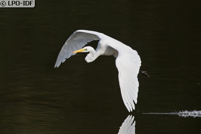 Grande Aigrette