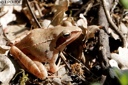 Grenouille agile