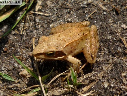Grenouille agile