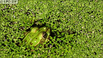 Grenouille commune