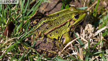 Grenouille commune
