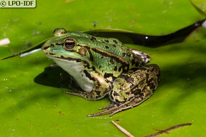 Grenouille commune