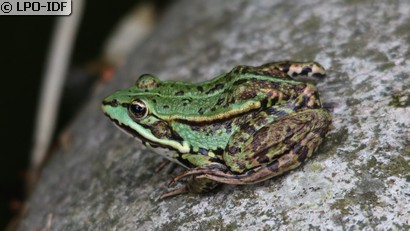 Grenouille commune