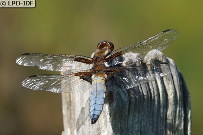 Libellule déprimée