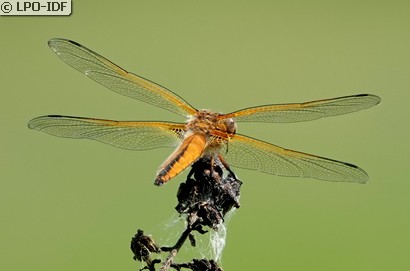 Libellule fauve