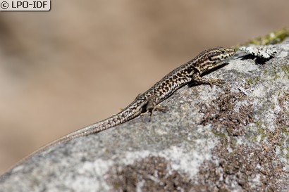 Lézard des murailles