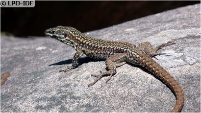 Lézard des murailles