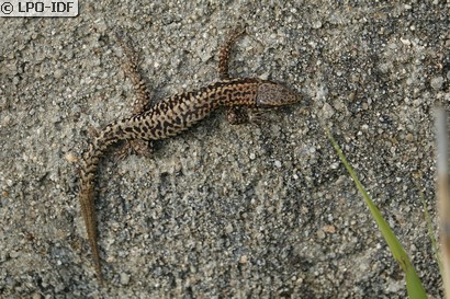 Lézard des murailles