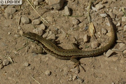 Lézard des murailles