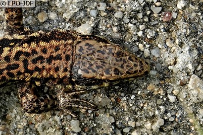 Lézard des murailles