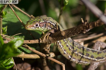Lézard à deux raies