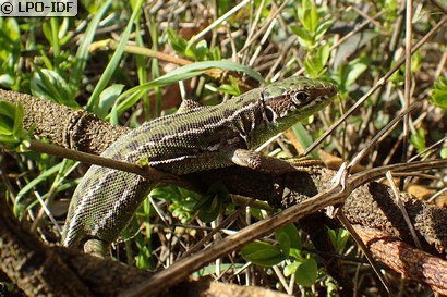 Lézard à deux raies