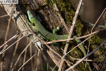 Lézard à deux raies