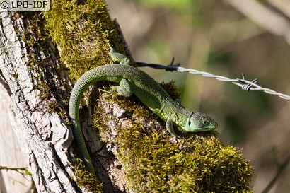 Lézard à deux raies