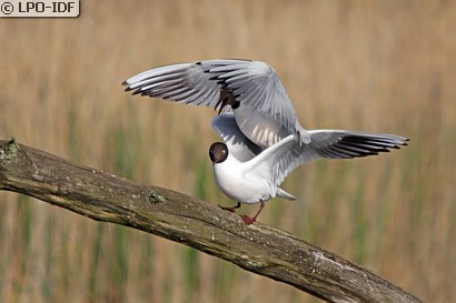 Mouette rieuse