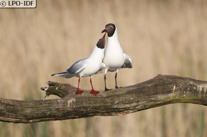 Mouette rieuse