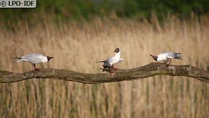 Mouette rieuse