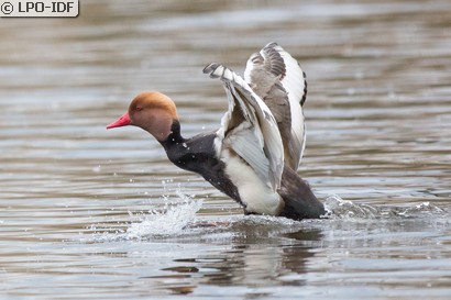 Nette rousse