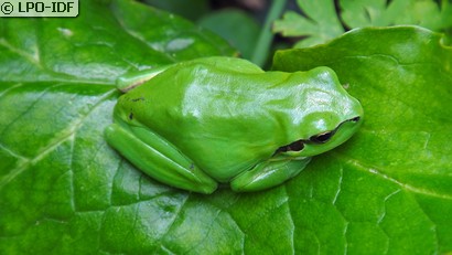 Rainette verte