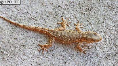 Tarente de Maurétanie