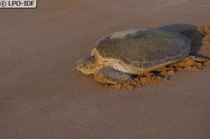Tortue franche