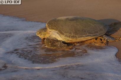 Tortue franche